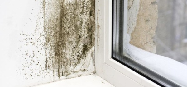 Advice: Dealing with Condensation and Mould Problems in Your Home