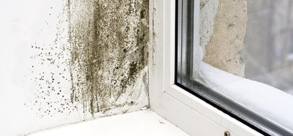 Simple Ways of Preventing Mould in your Home